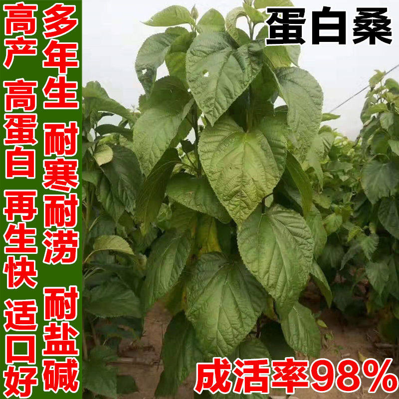饲料桑树四季苗大叶种苗蛋白桑养猪F养牛羊青贮养鱼鹅兔高产多年