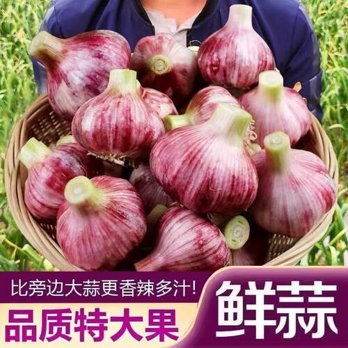 2026年现挖鲜蒜头新鲜大蒜腌糖蒜大蒜湿蒜头农家大蒜河南紫皮装湿