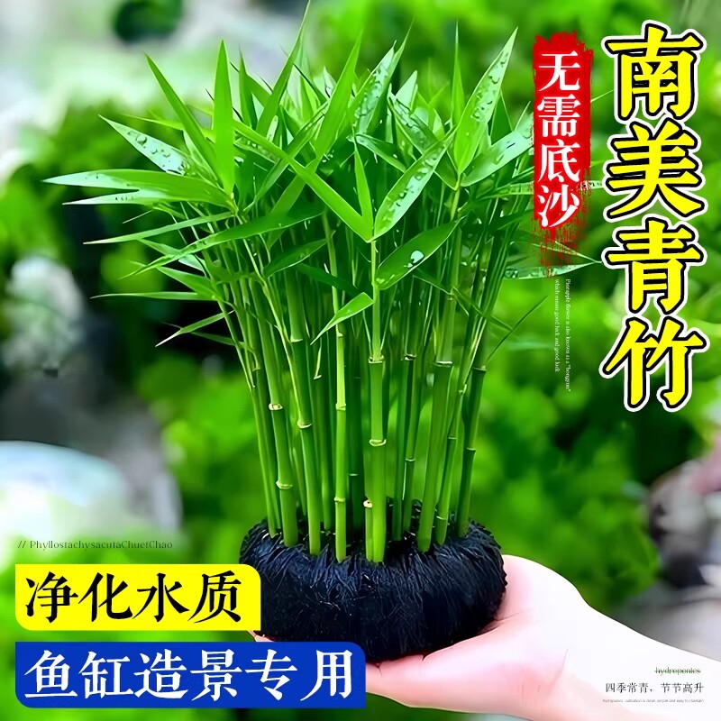 南美青竹水草鱼缸专用植物坨草净化水质养鱼造景增氧制氧阴性竹子