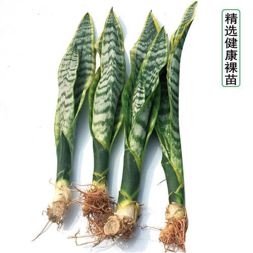 金边虎皮兰盆栽植物室内花卉防辐射小绿植吸除甲S醛虎尾兰好养裸