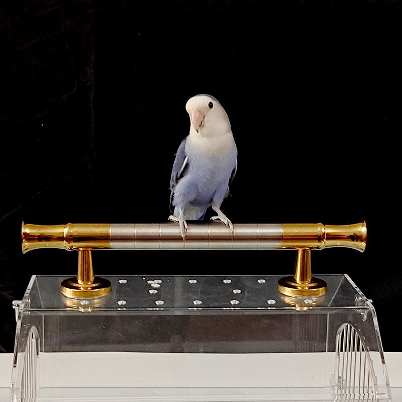 亚克力鹦鹉外出笼便携笼外出包玄凤牡丹专用O不锈钢外带鸟笼鹦鹉,宠物/宠物食品及用品,宠物鸡/鸭/鸽笼,淘宝优惠券,粉丝福利购,淘宝优惠卷