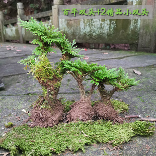 卷柏盆栽九死还魂草老桩假山吸z水石蕨类植物见水还阳四季常青盆