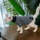 任发财 纯棉条纹T恤猫头刺绣猫衣服无毛猫T德文猫暹罗耐舔