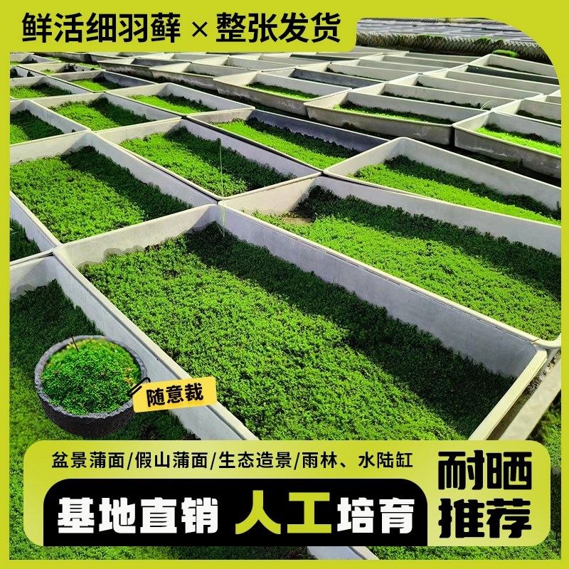 鲜活微景观植物盆景专用苔藓盆栽假山草K造景底部无纺布细羽青苔