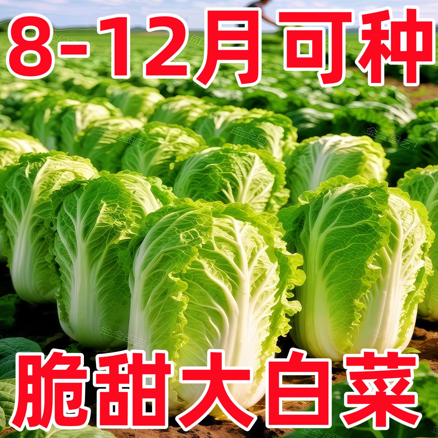 秋播大白菜种子冬储王18斤东北高产特大抗病耐寒耐储藏越冬白菜籽
