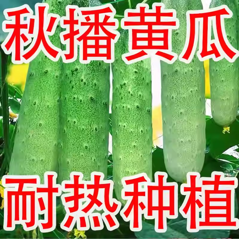 唐山秋瓜种子老品种高产黄瓜种籽庭院阳台春季水果黄瓜蔬菜种籽