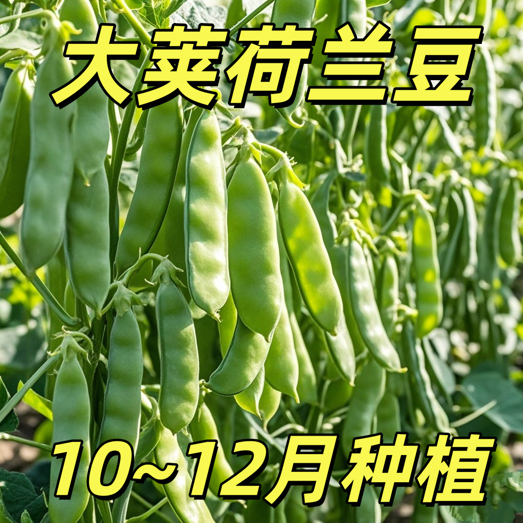 双花双夹甜脆荷兰豆种子菜豌豆高产耐寒农家大荚秋冬季豆角菜种子