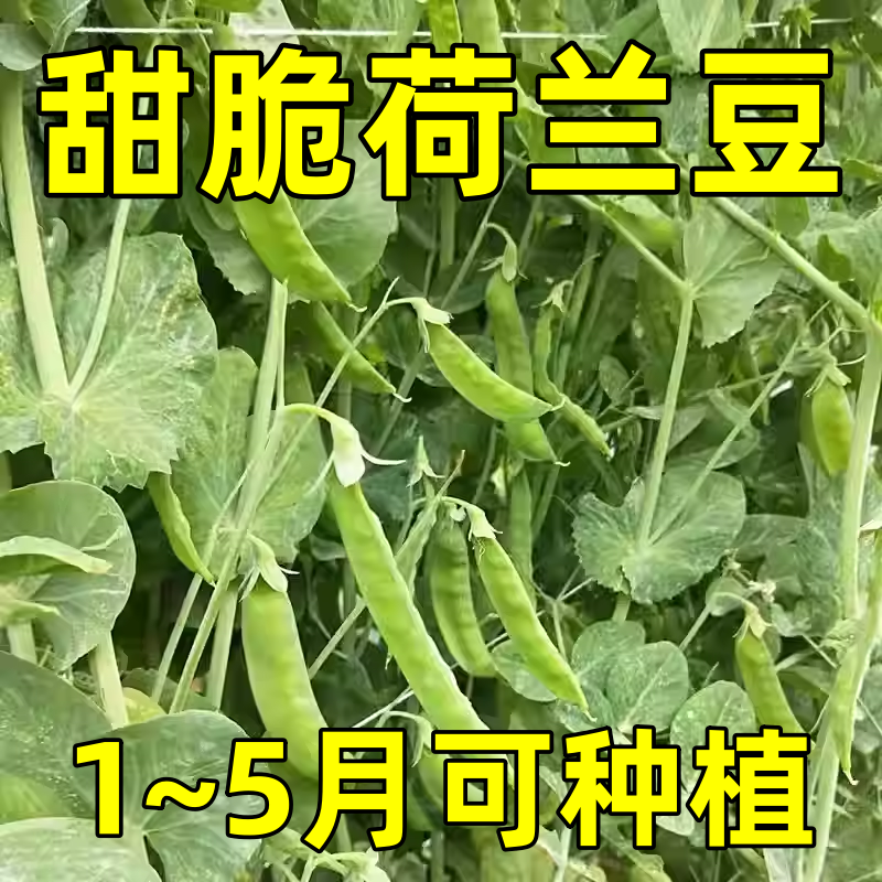 甜脆荷兰豆种子菜豌豆双花双夹高产耐寒农家自种秋冬季豆角菜种子