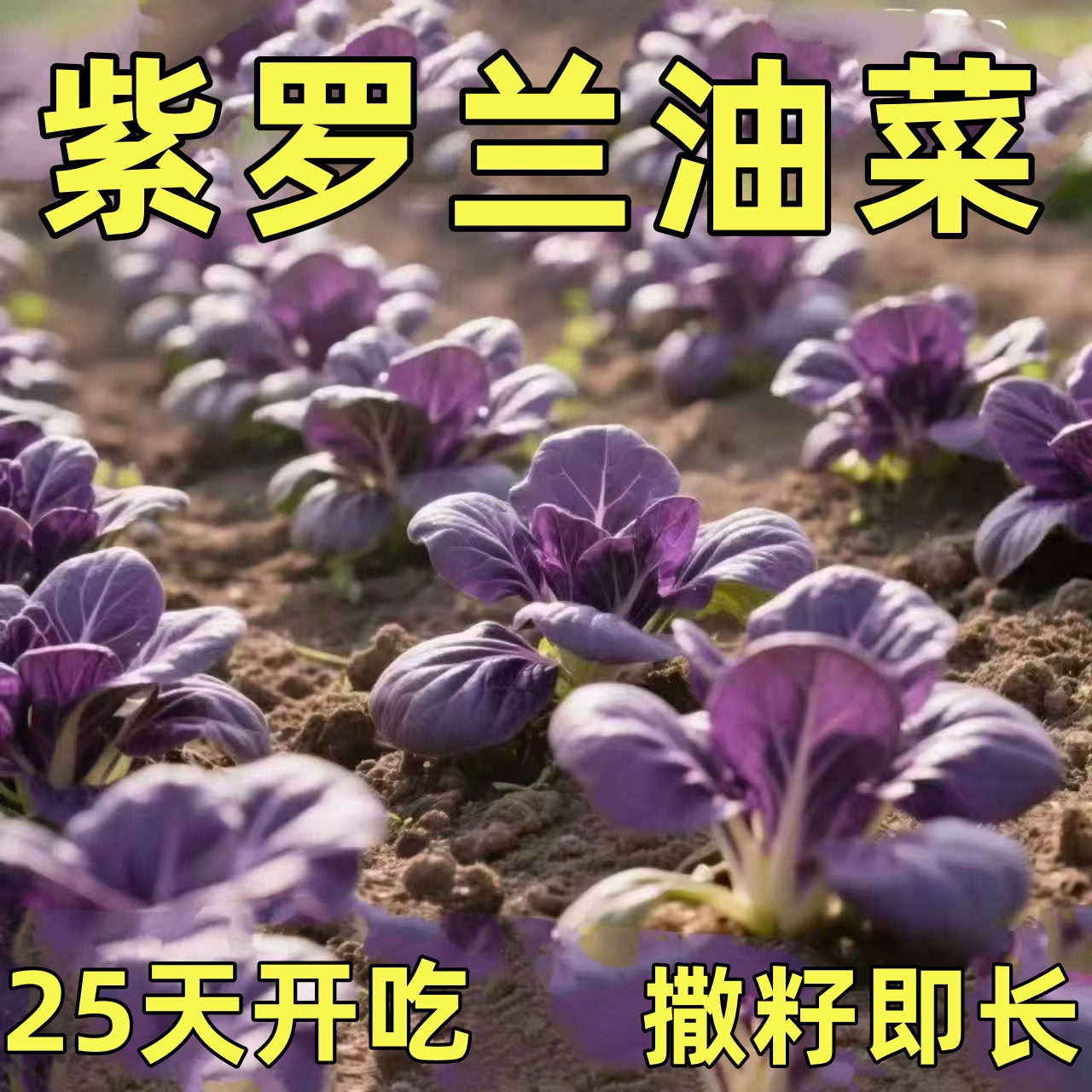 超耐热紫罗兰油菜种籽紫色小青菜上海青四季播阳台盆栽蔬菜种子