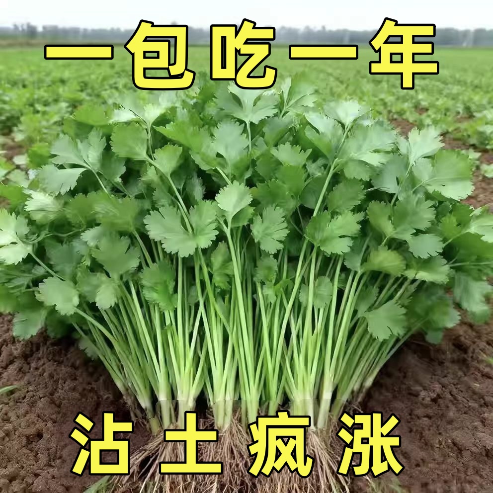 耐寒耐热香菜种子大叶芫荽阳台四季速生香菜种籽种籽农家蔬菜秋季