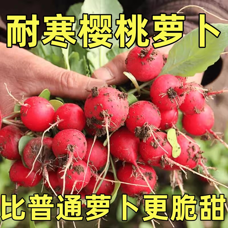 【樱桃水果萝卜】种子春秋樱桃萝卜可越冬籽耐寒阳台盆栽蔬菜种籽