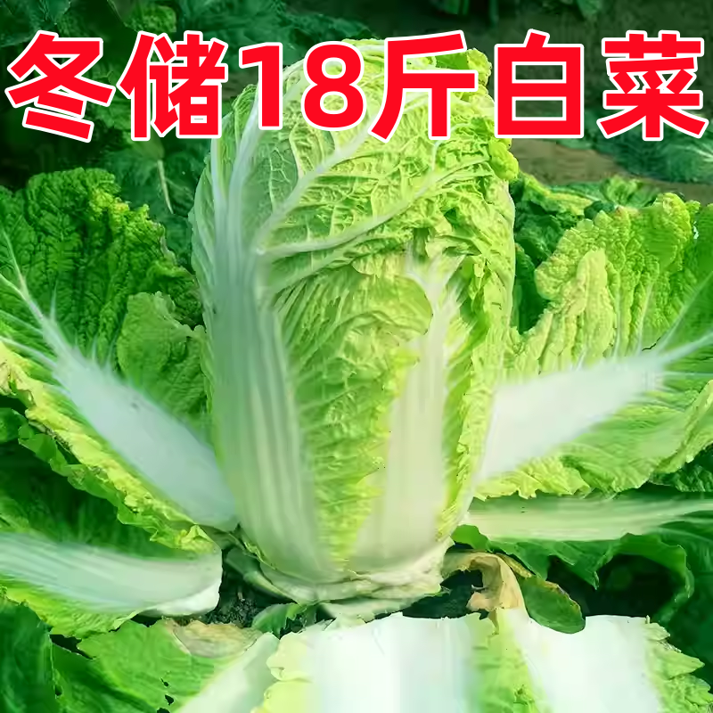 秋冬储脆甜大白菜种子特大包心白菜种孑耐寒多季秋播高产蔬菜种籽