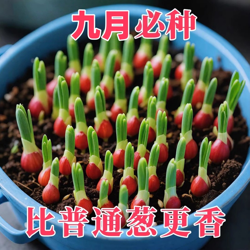 四川正宗红葱四季小香葱红根香葱根苗盆栽阳台四季种植新鲜红葱头