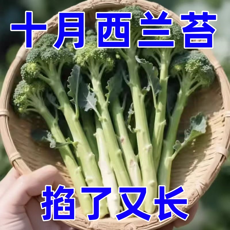 西兰苔种子西洋芥兰种籽小西蓝花芥蓝菜苔菜心四季播种蔬菜籽大全