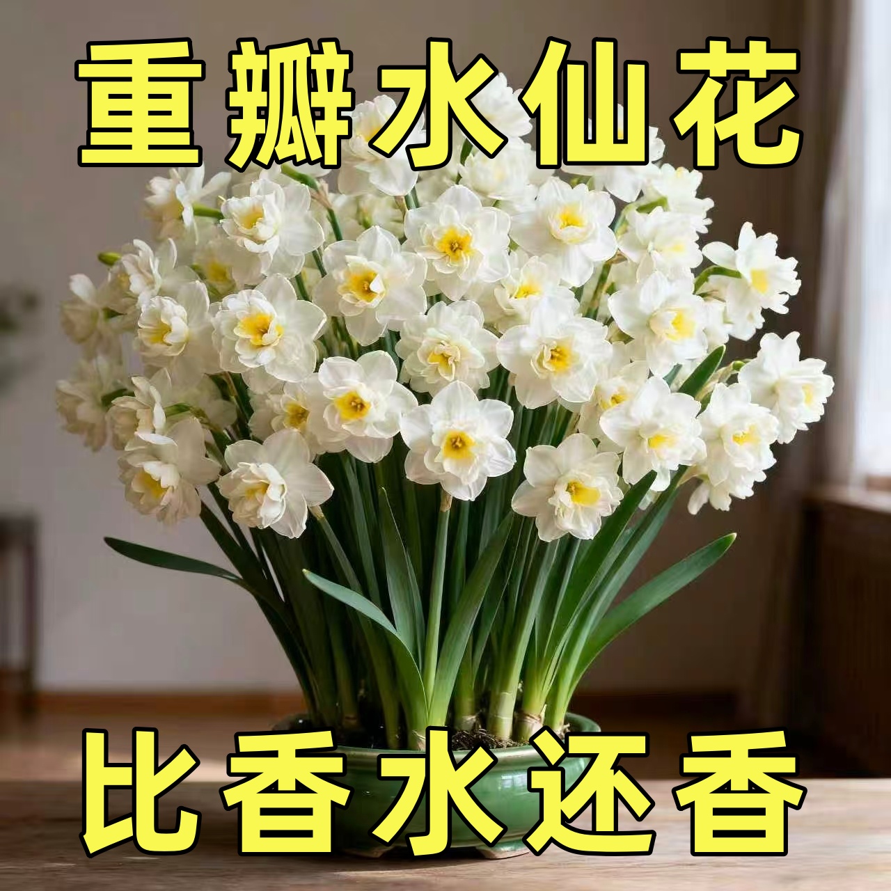 重瓣水仙花种球水养盆栽秋冬开花卉植物室内花绿植水培土培带花苞
