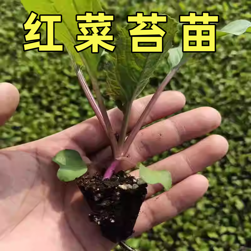 耐寒红菜苔苗高产高收早熟红油菜台秧苗十一月春秋冬蔬苗种子阳台