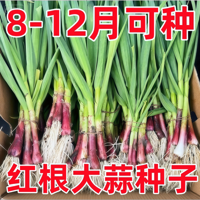 蒜苗种子大蒜种籽四季宽叶蒜种植红根红紫皮本地自种蔬菜盆栽阳台
