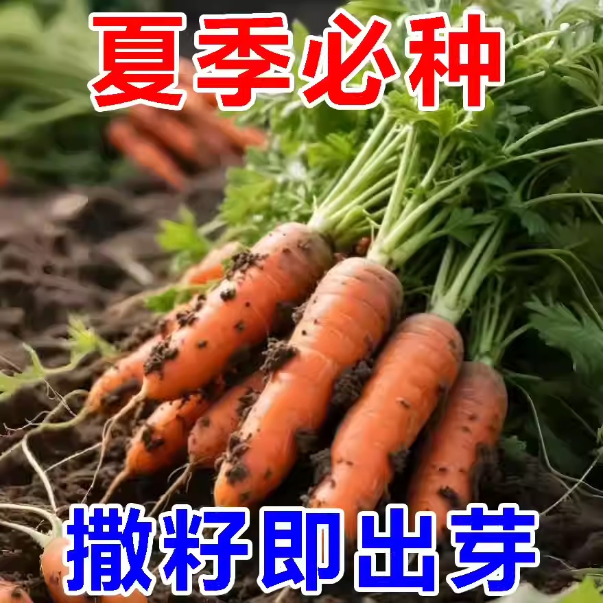 胡萝卜种子籽种红罗水果萝卜四季秋冬蔬菜种籽大全胡萝卜种孑种籽
