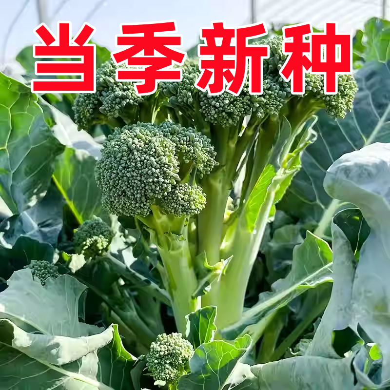 高产新鲜兰花苔西兰花苔芥蓝菜农家自种西兰花脆嫩兰花菜苔新鲜