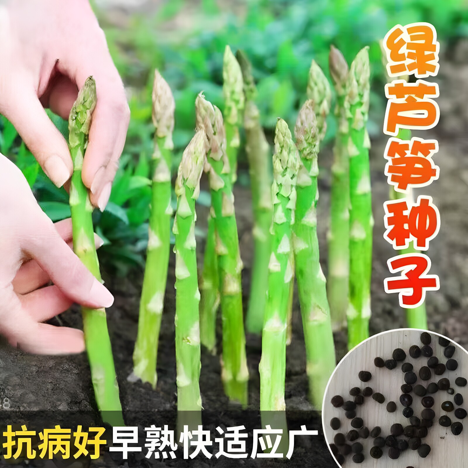 四季芦笋种子阳台盆栽芦笋籽种上海露笋莒县绿笋青笋紫芦笋蔬菜籽