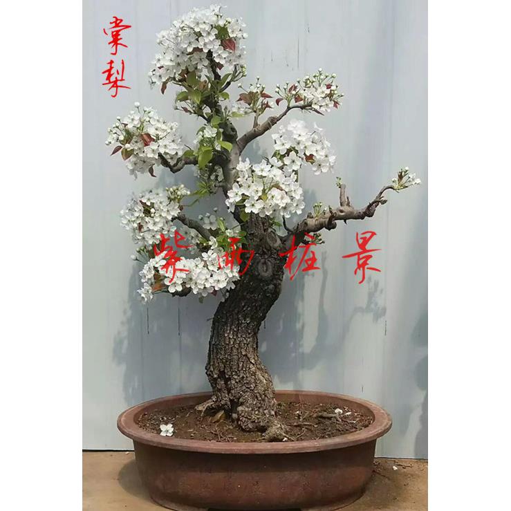 棠梨盆景梨树盆栽80后儿时回忆室内办公桌阳台庭院造型绿植