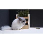 女巫 好用物龙猫木质草架食盆仓鼠金丝熊花枝鼠兔子豚鼠荷兰猪