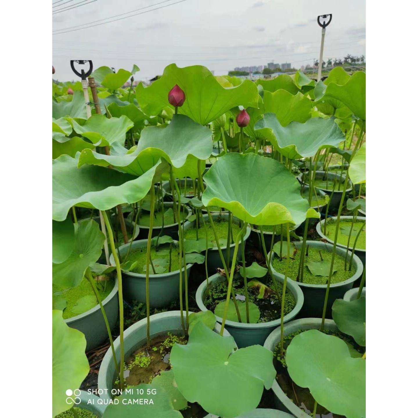 荷花水养盆栽碗莲苗带泥水培植物带花苞室外水池净化水质睡莲花卉