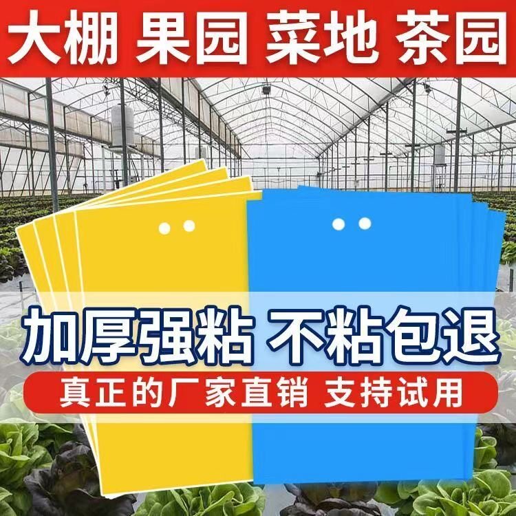 热销双面粘虫板果蝇诱虫板菜地驱虫驱蝇针蜂苍蝇防虫贴蓟马黄板