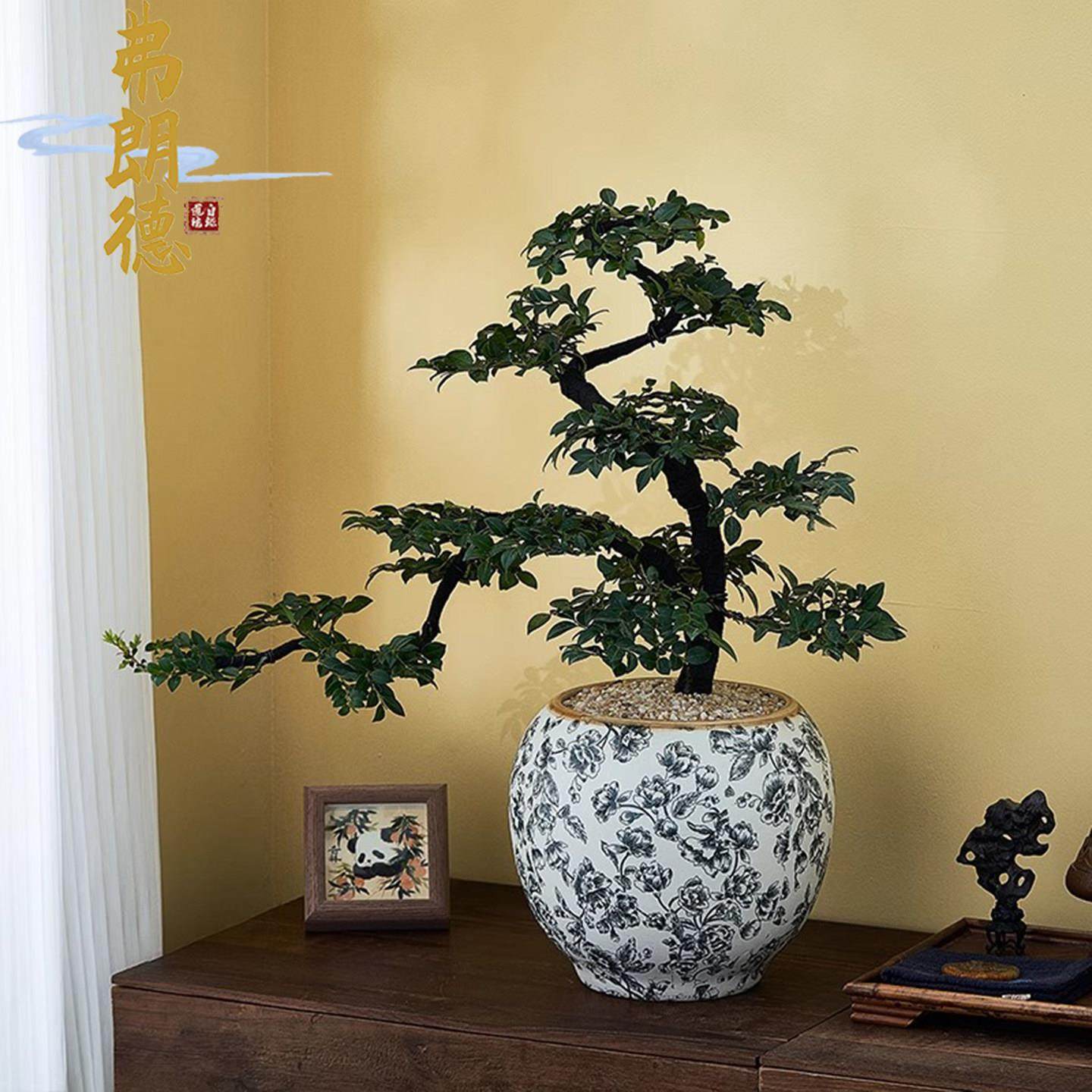 弗朗德叶紫檀黑骨茶盆景室内客厅办公室好养常青绿植送礼盆栽植物,鲜花速递/花卉仿真/绿植园艺,造型盆景,淘宝优惠券,粉丝福利购,淘宝优惠卷