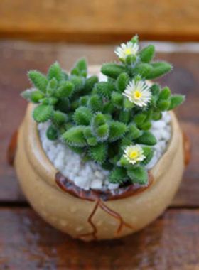 雷童 雷同 番杏科多肉 桌面盆栽绿植多肉植物 基地直销量大从优