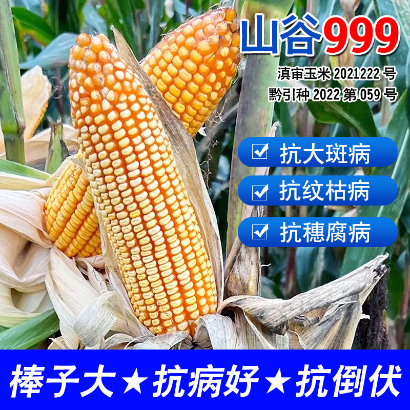 大田杂交玉米种子山谷999抗倒伏大棒玉米高产高抗适应中高海拔种