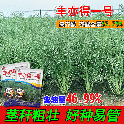 工业用油类型油菜种子丰亦得一号高芥酸油菜种籽粒褐色饱满大粒