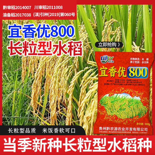 宜香优800长粒香米杂交水稻种子穗大粒多抗性好米饭好吃当季新种