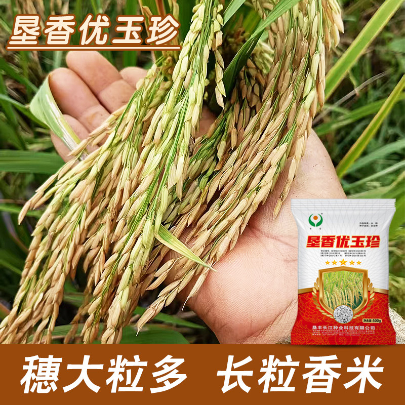 正品原装五香稻王水稻种子垦香优玉珍长粒香米种子水稻种