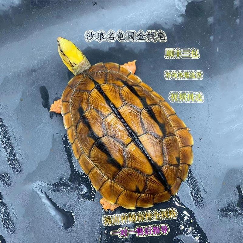 乌龟金钱龟纯种海南种越南种乌龟活物观赏宠物活体(沙琅名龟园)
