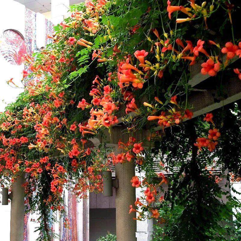 耐寒凌霄花苗爬藤植物四季好养花卉绿植盆栽庭院阳台炮仗花大苗,鲜花速递/花卉仿真/绿植园艺,绣球/木绣球/木本植物,淘宝优惠券,粉丝福利购,淘宝优惠卷