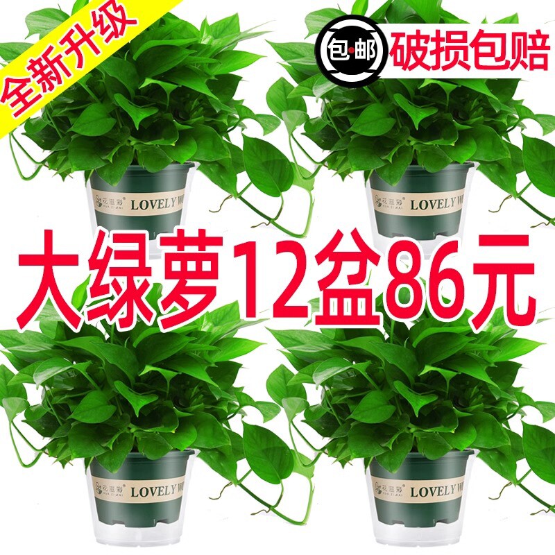 吸除甲醛绿萝批发大盆栽室内植物净化空气绿植客厅大叶绿箩好