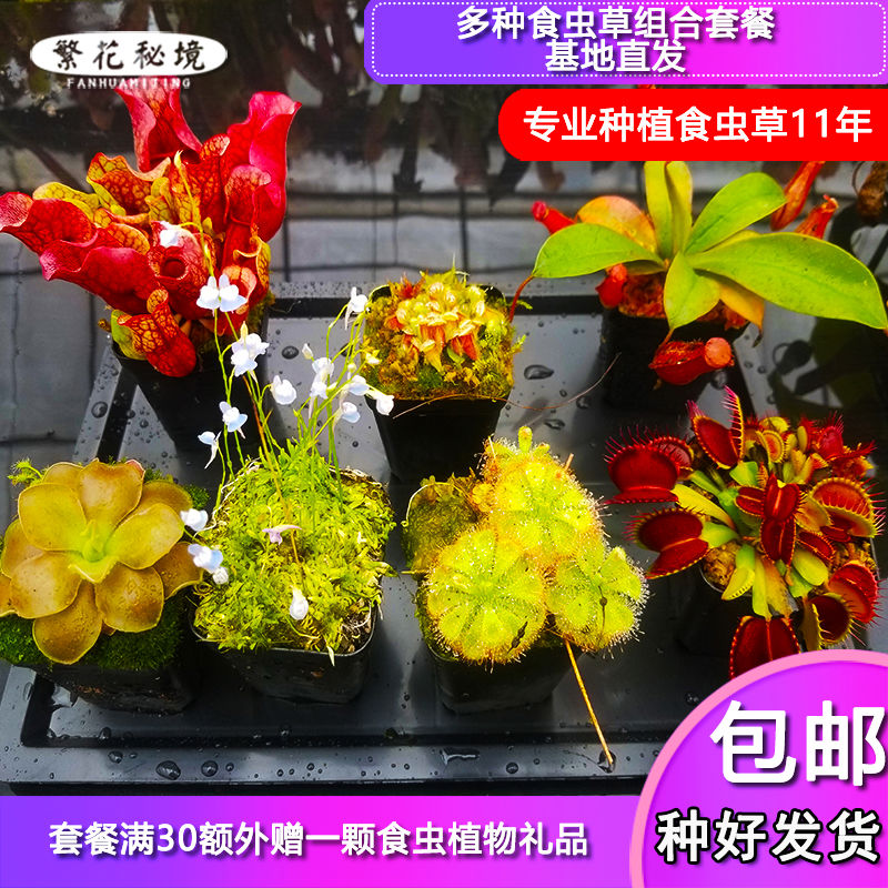 多种食虫植物组合套餐【套装捕蝇草猪笼草茅膏菜狸藻土瓶捕虫