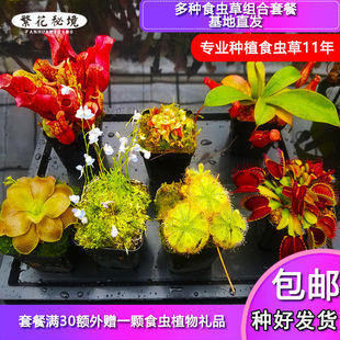 多种食虫植物组合套餐【套装捕蝇草猪笼草茅膏菜狸藻土瓶捕虫