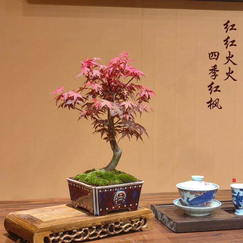 新年四季常红绿植红枫盆栽茶空间盆景新中式风玄关高档茶室茶宠活