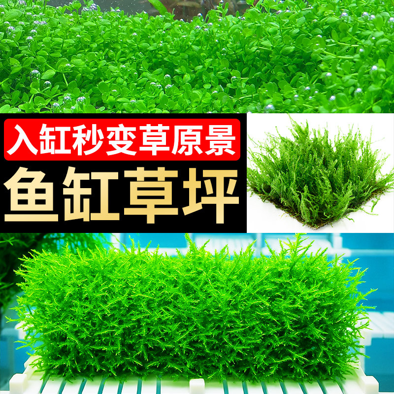 水草爬地矮珍珠草莫斯水草趴地矮珍珠高珍珠水草鱼缸造景净化水质
