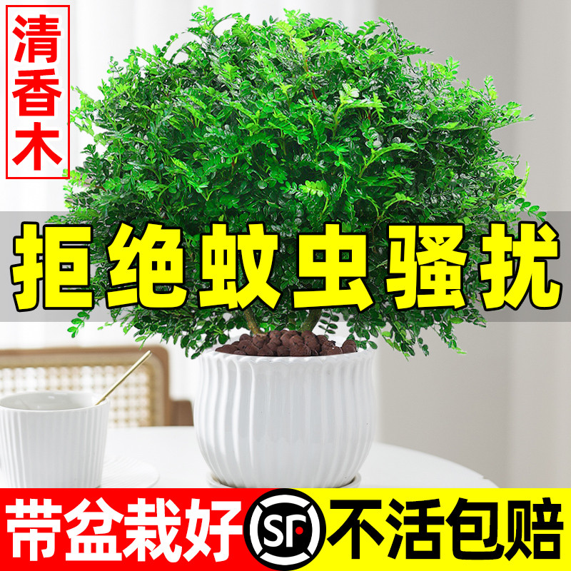正宗清香木盆栽室内驱蚊草植物胡椒叶子办公室花卉真正的盆景