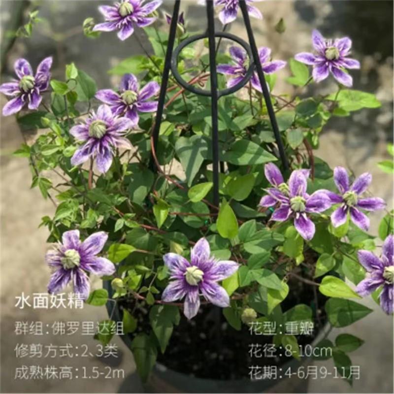 水面妖精15加仑铁线莲阳台庭院地载盆栽爬藤花卉四季开花