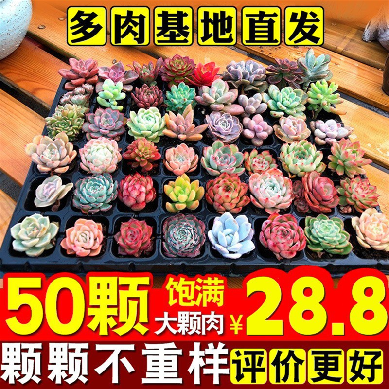 云南多肉植物植物组合花卉盆栽室内套餐玉露绿植稀有种大颗