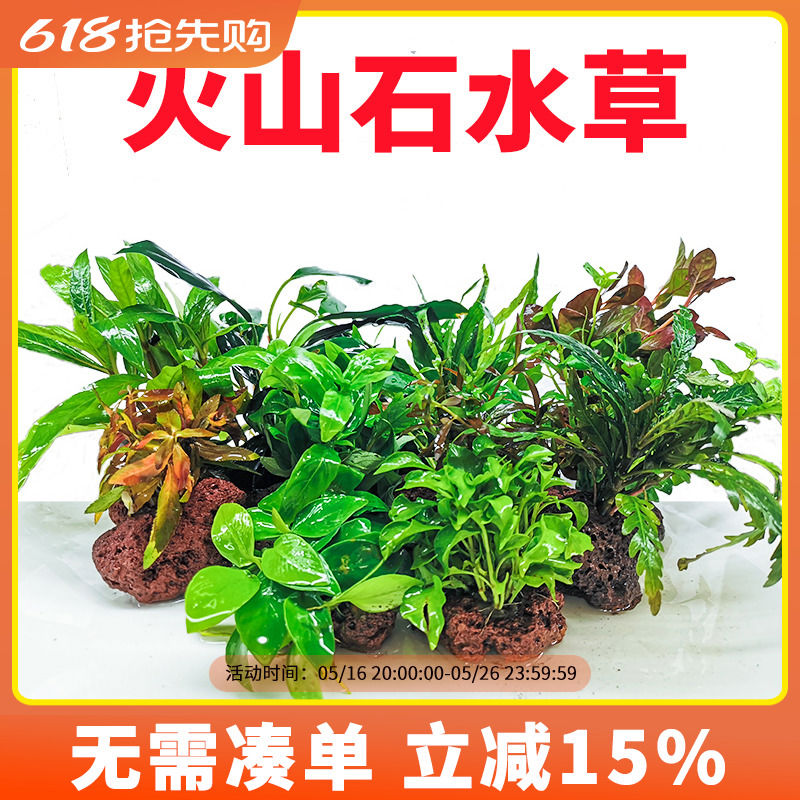 火山石水草定植鱼缸草缸新手懒人造景植物入门级绿菊水榕莫斯