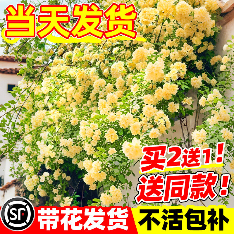 黄木香花苗爬藤植物花卉重瓣白木香树苗蔷薇四季开花庭院大苗