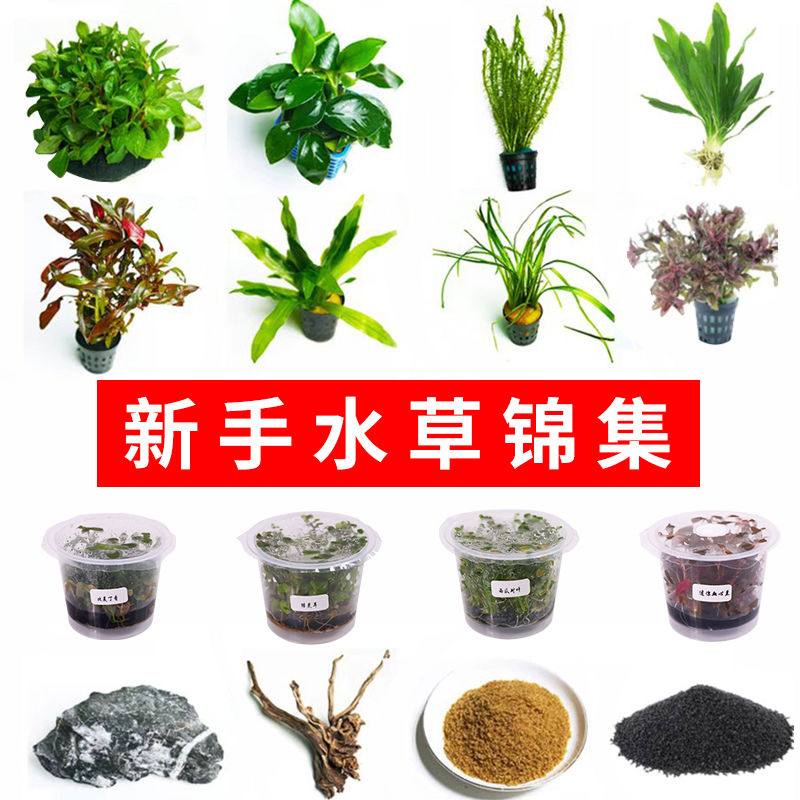 鱼缸水草植物真草造景套餐阴性增氧趴地矮珍珠活水榕沉木造景
