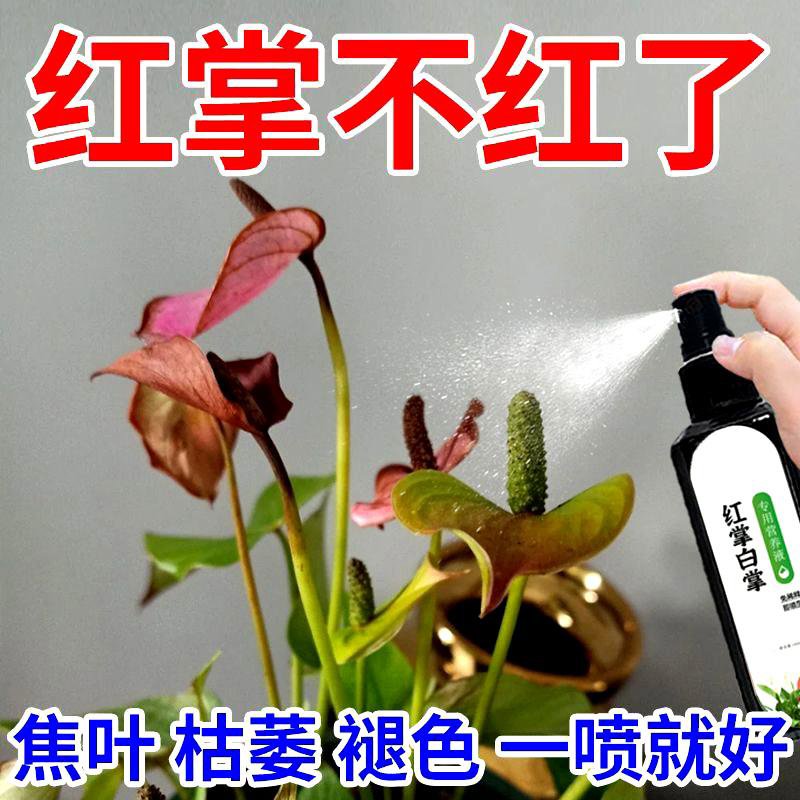 红掌白掌一帆风顺绿植专用肥增色催花肥防黄叶枯萎不开花营养液