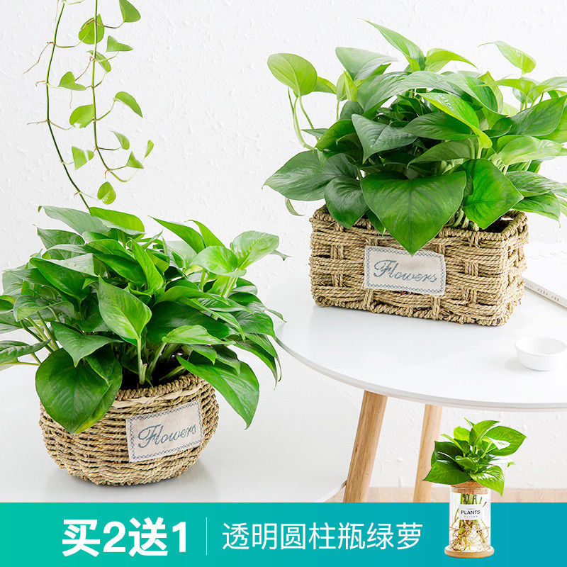绿萝盆栽植物花卉客厅室内净化空气绿植办公室桌面盆栽吊兰大