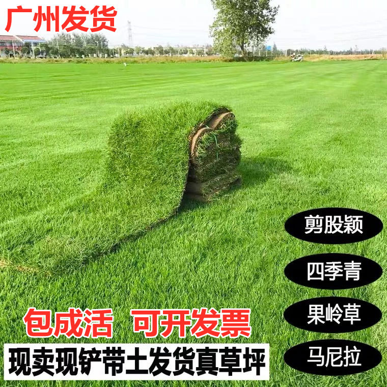广州绿化草皮工程真草坪带泥土四季常青台湾草马尼拉庭院花园